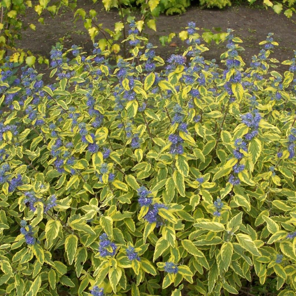 Angol kékszakáll (Caryopteris clandonensis 'Summer Sorbet')