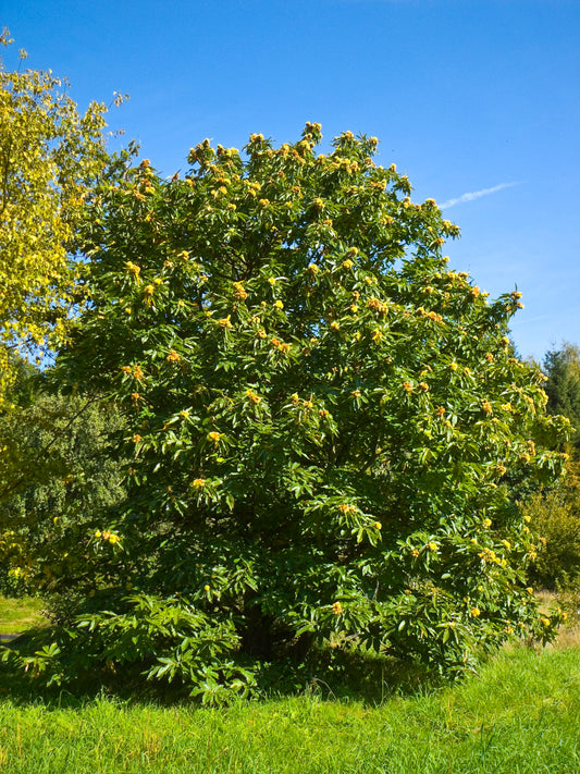 Szelídgesztenye (Castanea sativa)