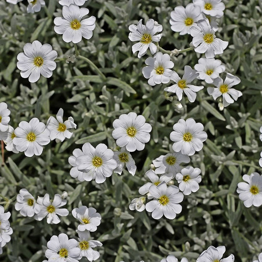 Molyhos madárhúr (Cerastium tomentosum)