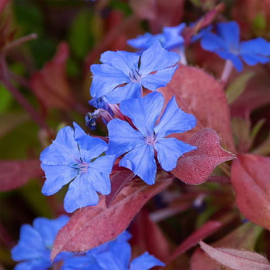 Tarackoló kékgyökér (Ceratostigma plumbaginoides)