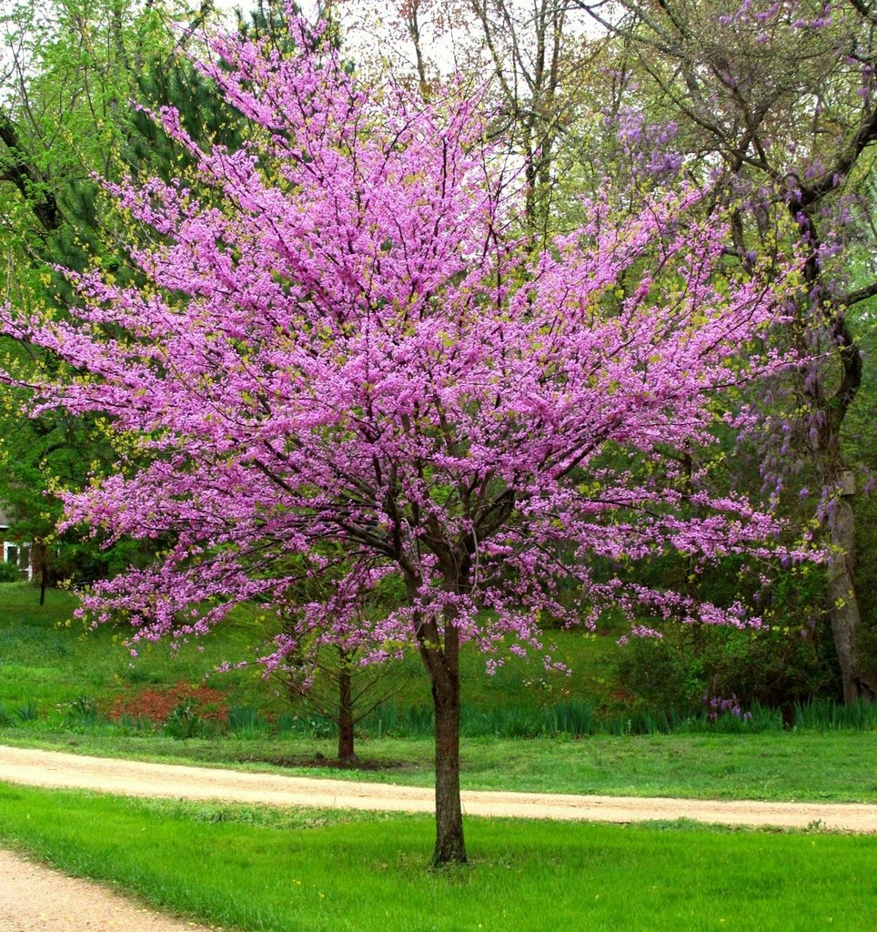 Kanadai júdásfa (Cercis canadensis)