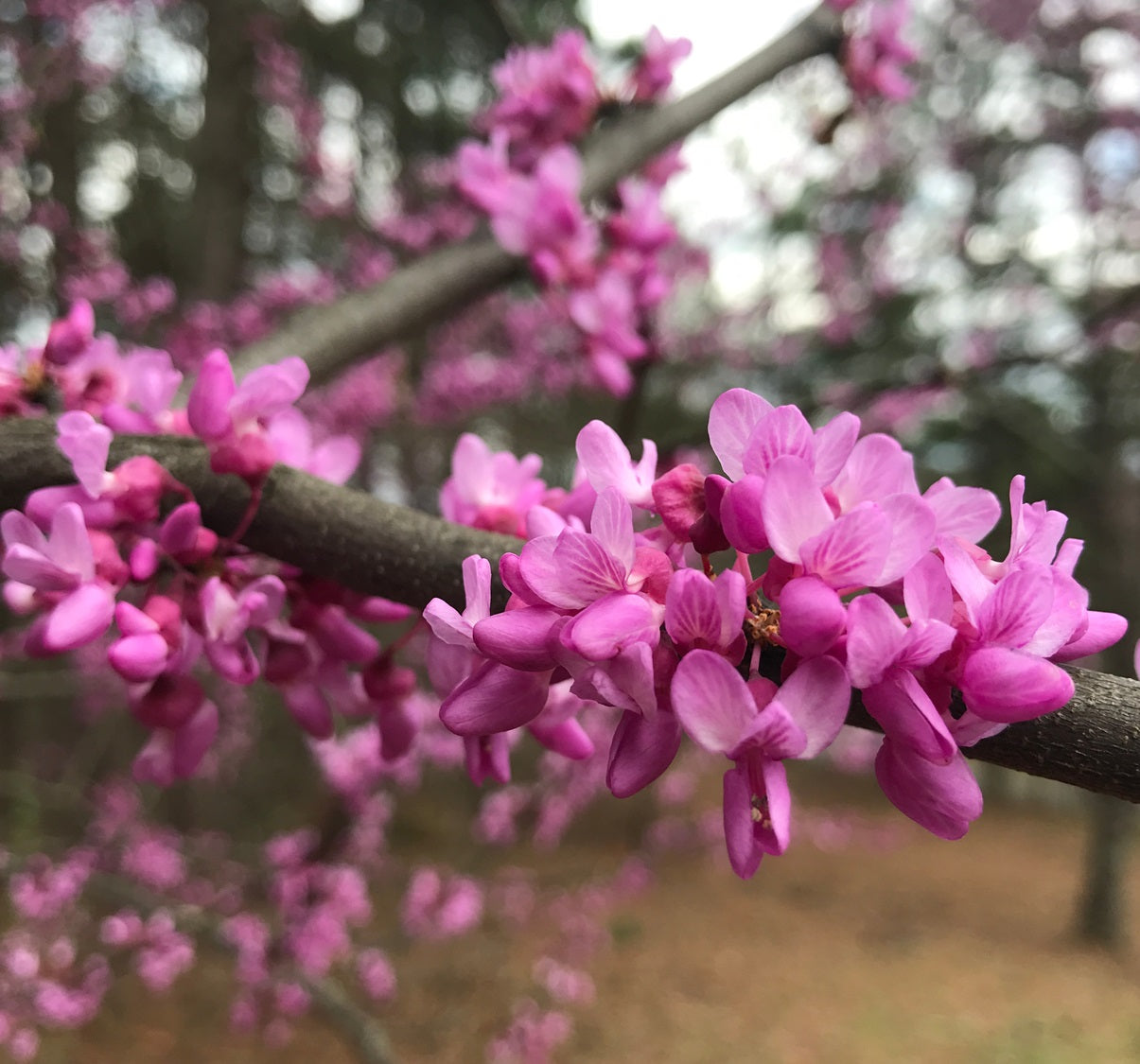 Kanadai júdásfa (Cercis canadensis)