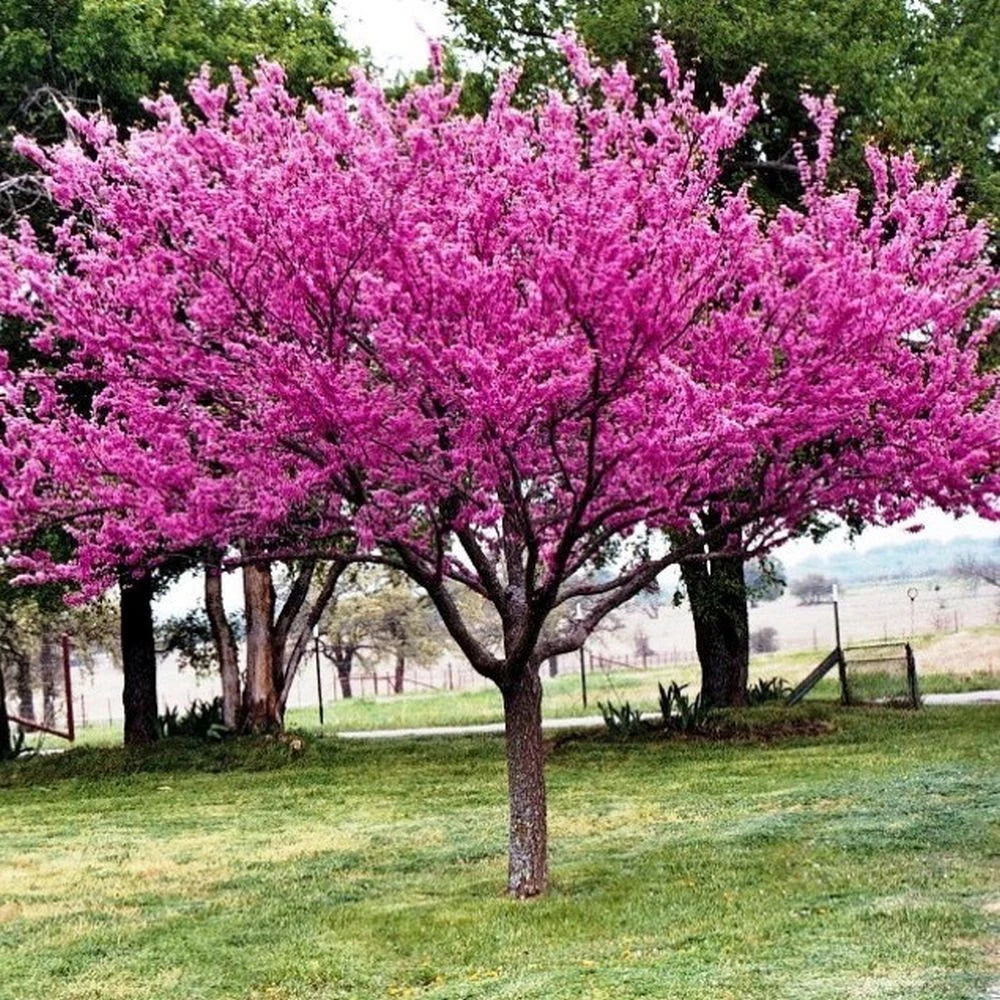 Kanadai júdásfa (Cercis canadensis)