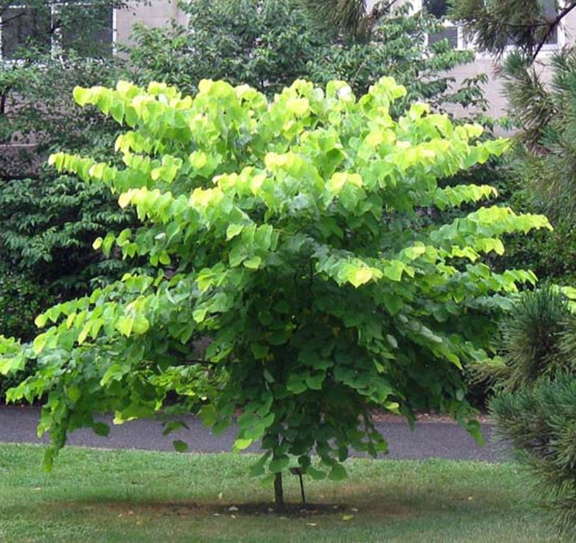 Kanadai júdásfa (Cercis canadensis)