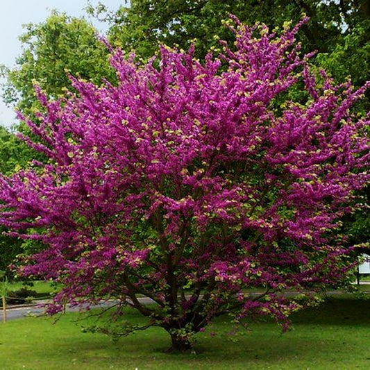 Közönséges júdásfa (Cercis siliquastrum)