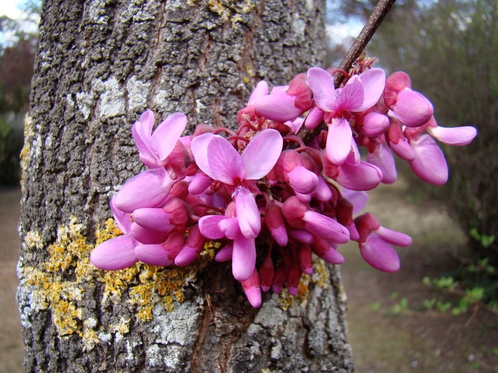 Közönséges júdásfa (Cercis siliquastrum)