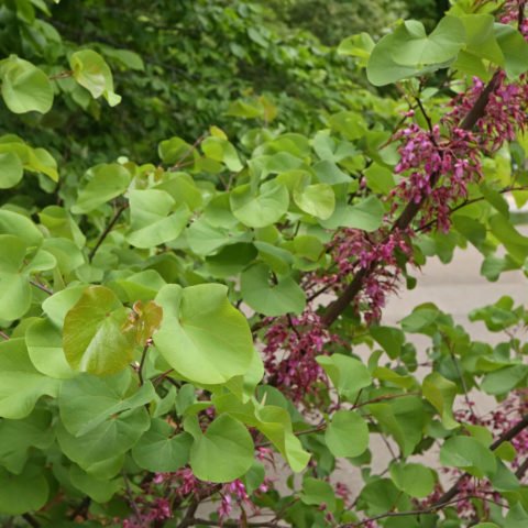 Közönséges júdásfa (Cercis siliquastrum)