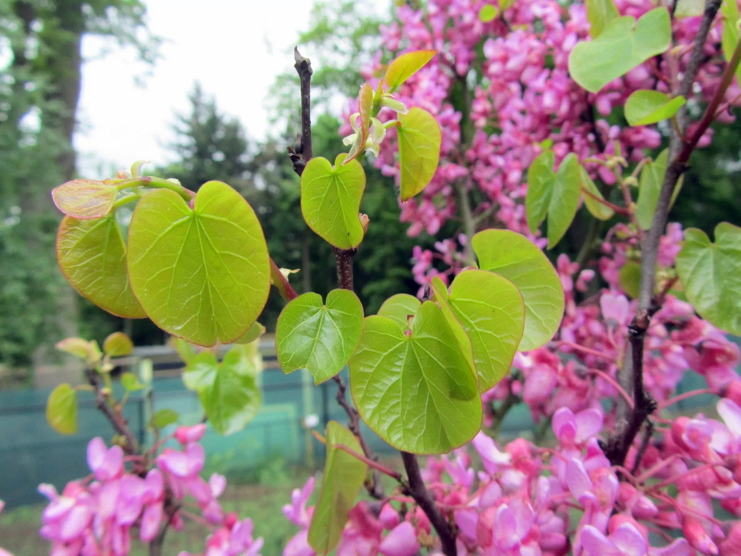 Közönséges júdásfa (Cercis siliquastrum)