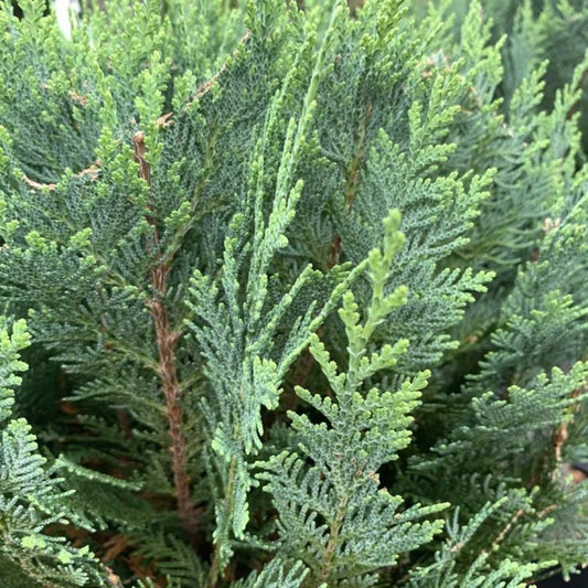 Oregoni hamisciprus (Chamaecyparis lawsoniana 'Columnaris')