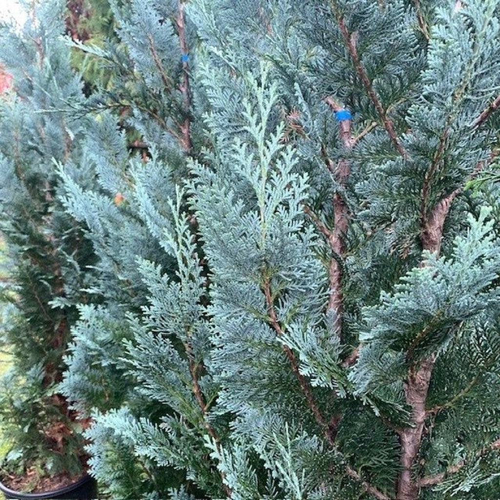 Oregoni hamisciprus (Chamaecyparis lawsoniana 'Columnaris')