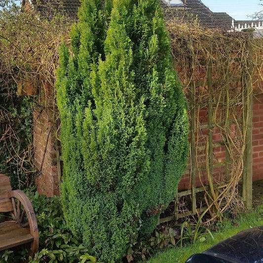 Ezüstös oregoni hamisciprus (Chamaecyparis lawsoniana 'Ellwoodii')
