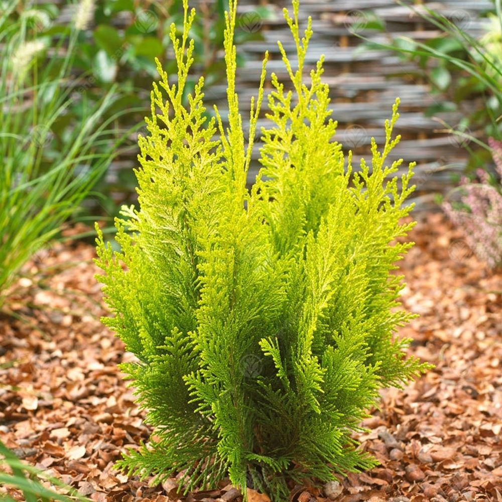 Oregoni hamisciprus (Chamaecyparis lawsoniana 'Ivonne' ('Yvonne'))