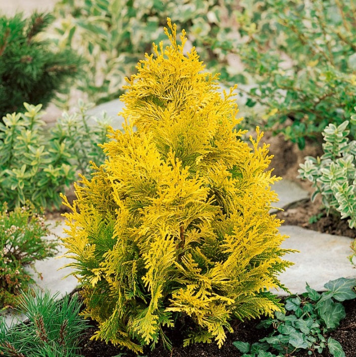 Oregoni hamisciprus (Chamaecyparis lawsoniana 'Ivonne' ('Yvonne'))