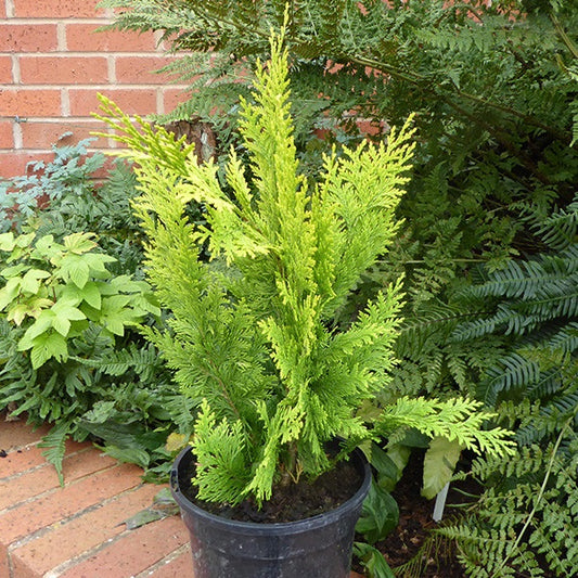 Oregoni hamisciprus (Chamaecyparis lawsoniana 'Ivonne' ('Yvonne'))