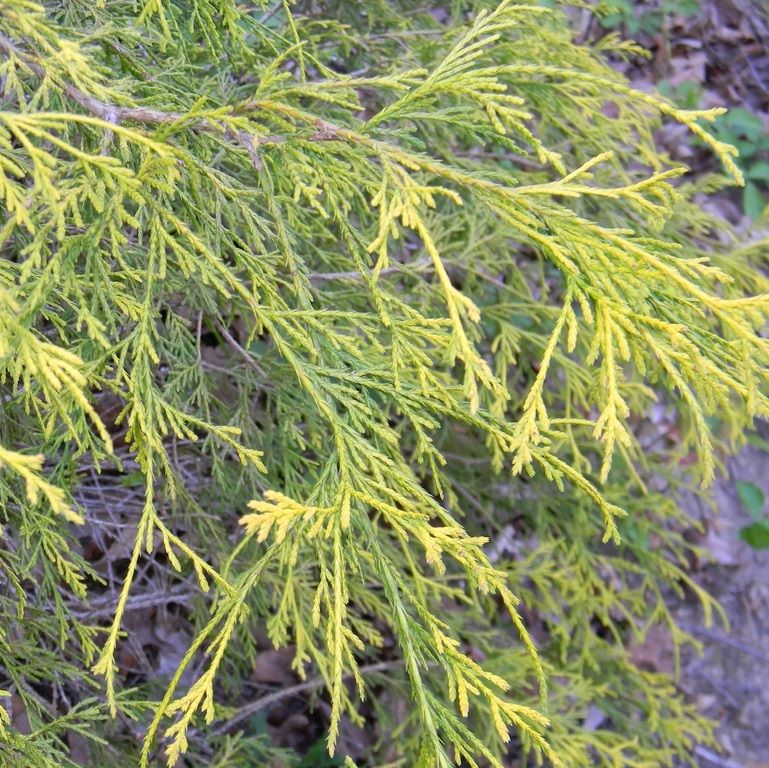 Szavára hamisciprus (Chamaecyparis pisifera 'Sungold')