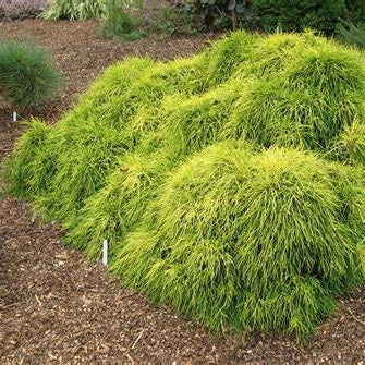 Szavára hamisciprus (Chamaecyparis pisifera 'Sungold')