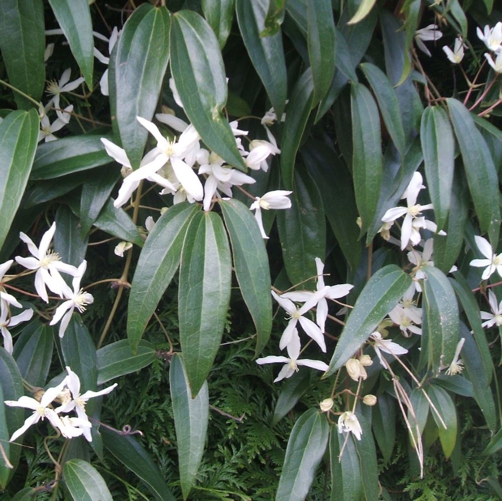 Örökzöld iszalag (Clematis armandii)