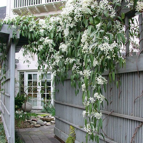 Örökzöld iszalag (Clematis armandii)