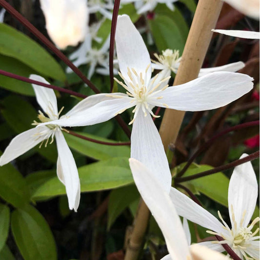 Örökzöld iszalag (Clematis armandii 'Snowdrift')