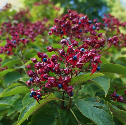 Kései végzetfa (Clerodendrum trichotomum var. fargesii)