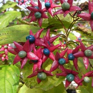 Kései végzetfa (Clerodendrum trichotomum var. fargesii)