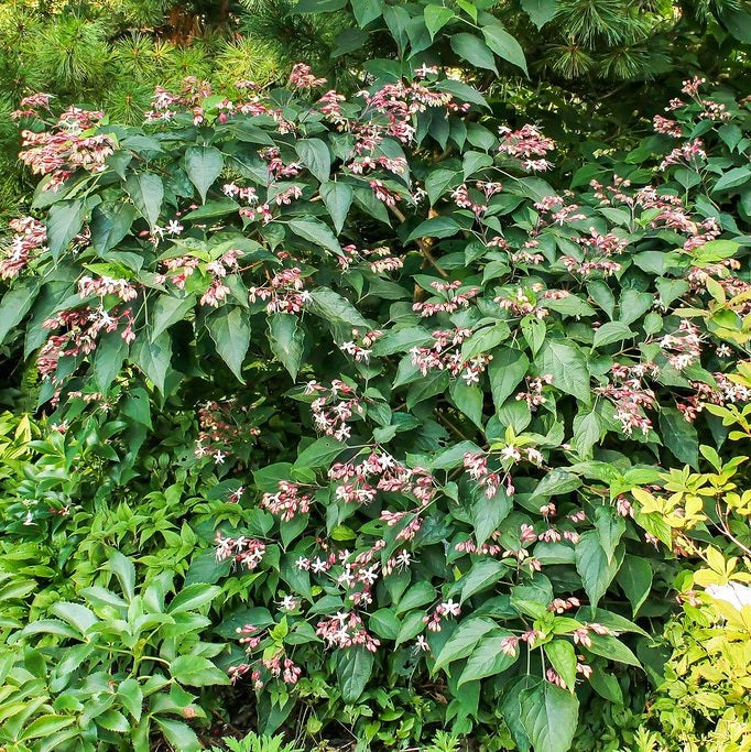 Kései végzetfa (Clerodendrum trichotomum var. fargesii)