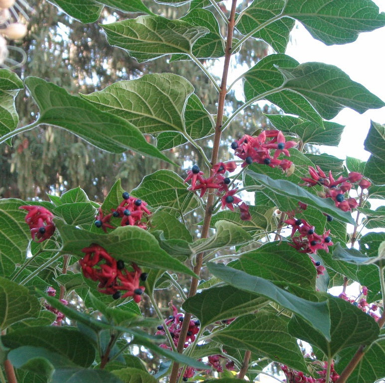 Kései végzetfa (Clerodendrum trichotomum var. fargesii)