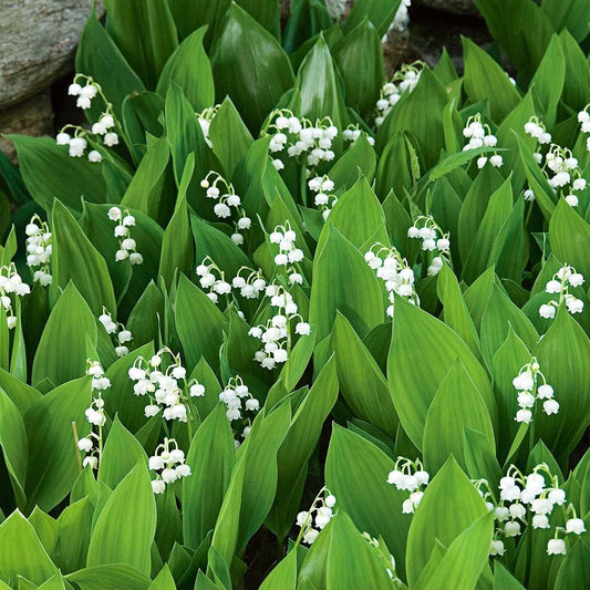 Gyöngyvirág (Convallaria majalis)