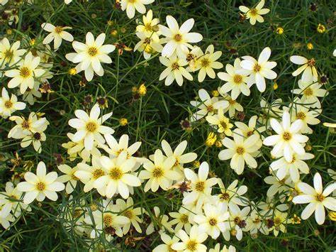 Keskenylevelű menyecskeszem (Coreopsis verticillata 'Moonbeam')