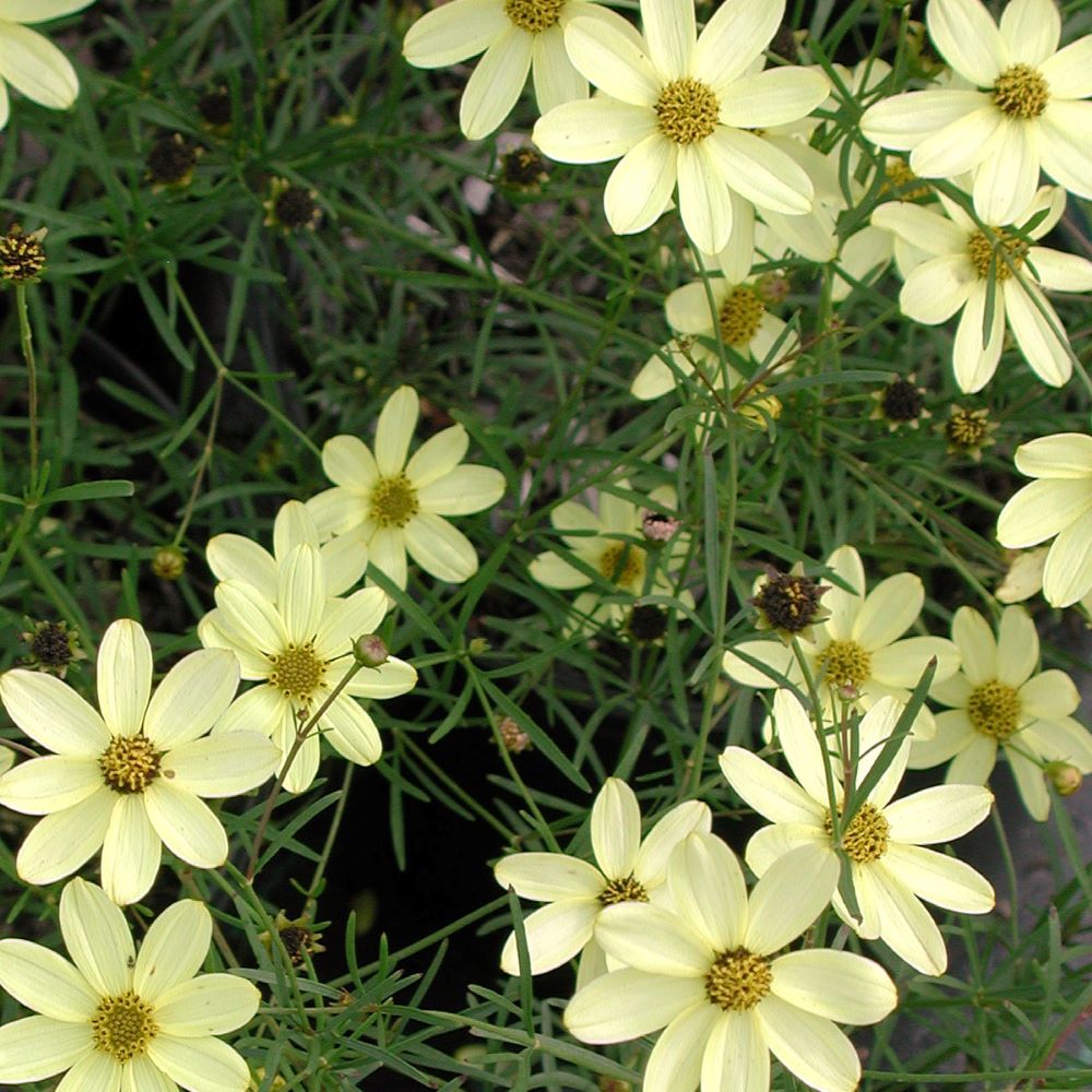 Keskenylevelű menyecskeszem (Coreopsis verticillata 'Moonbeam')