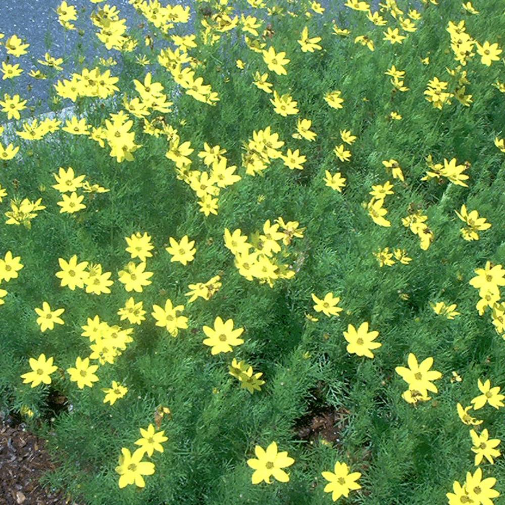 Keskenylevelű menyecskeszem (Coreopsis verticillata 'Moonbeam')