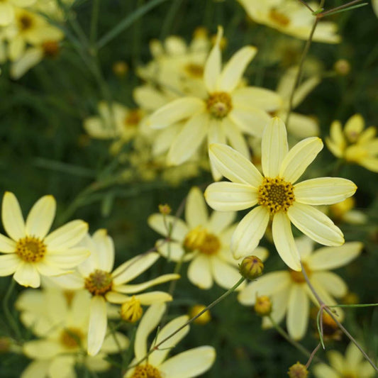 Keskenylevelű menyecskeszem (Coreopsis verticillata 'Moonbeam')