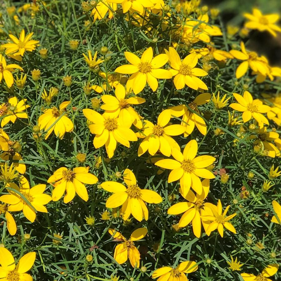 Keskenylevelű menyecskeszem (Coreopsis verticillata 'Zagreb')