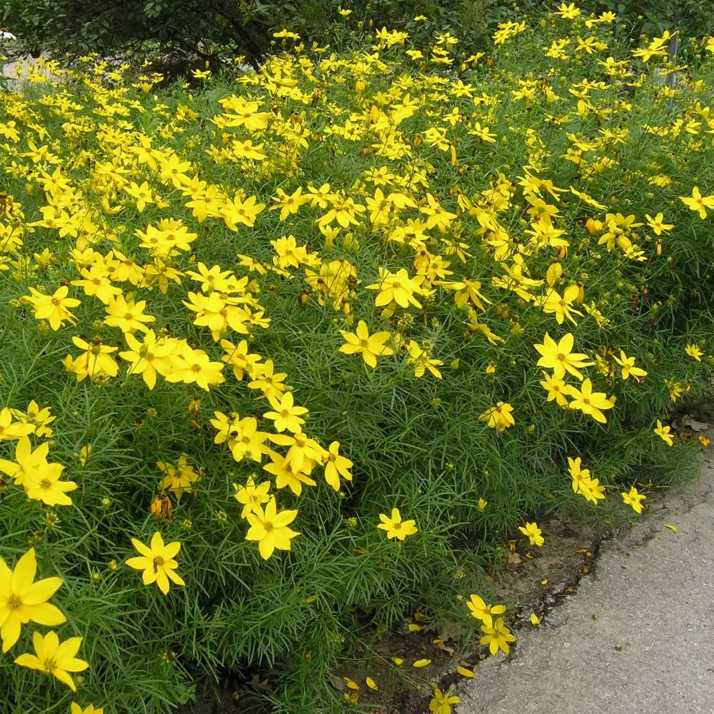 Keskenylevelű menyecskeszem (Coreopsis verticillata 'Zagreb')