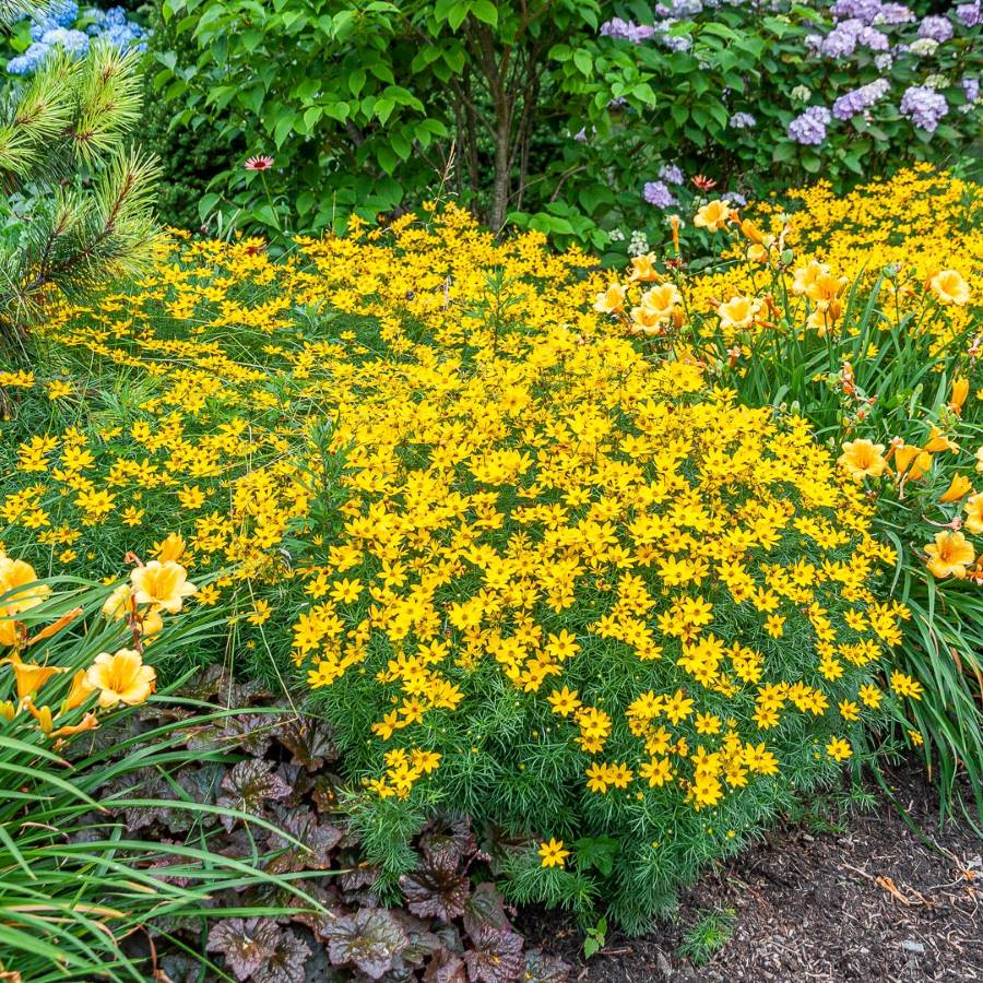 Keskenylevelű menyecskeszem (Coreopsis verticillata 'Zagreb')