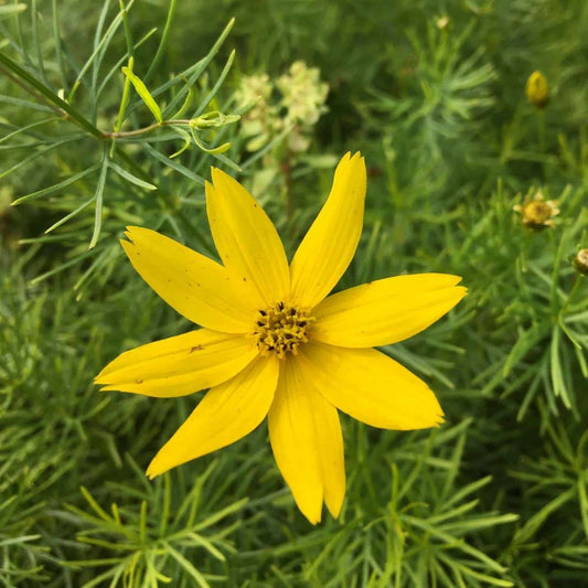 Keskenylevelű menyecskeszem (Coreopsis verticillata 'Zagreb')