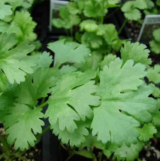 Koriander (Coriandrum sativum)