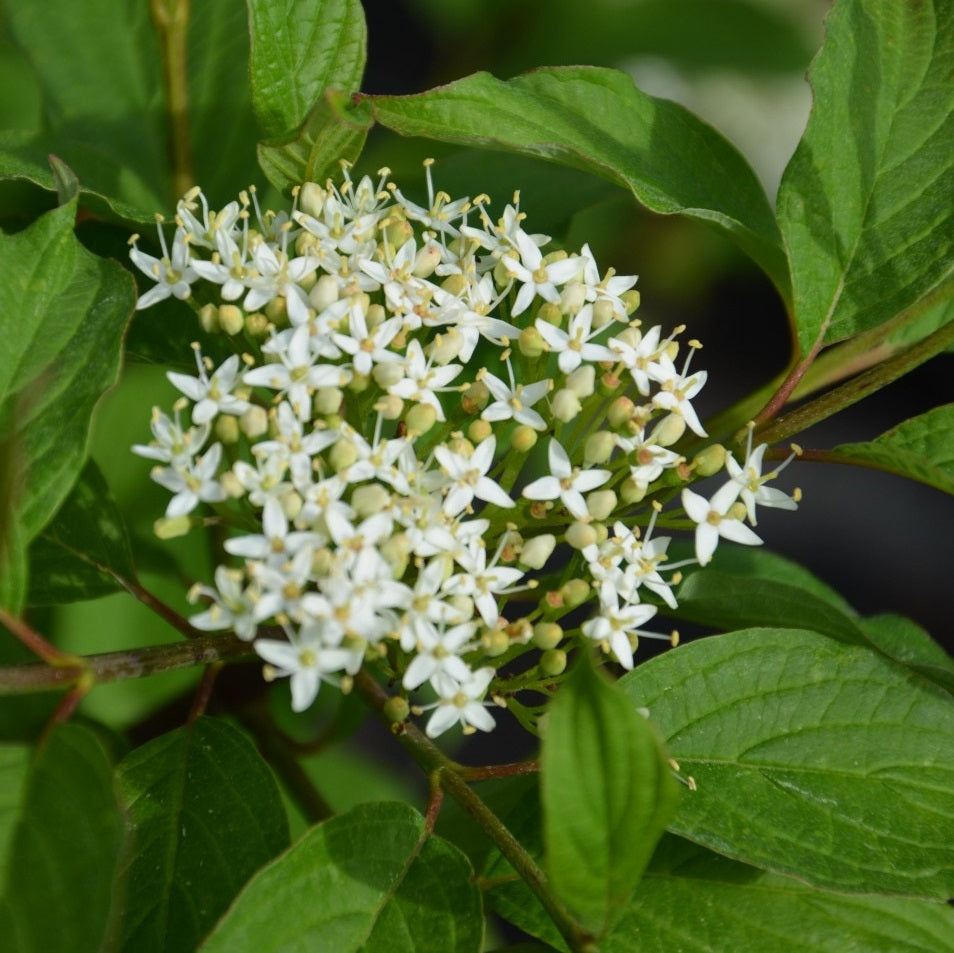 Fehér som (Cornus alba 'Siberian Pearls')