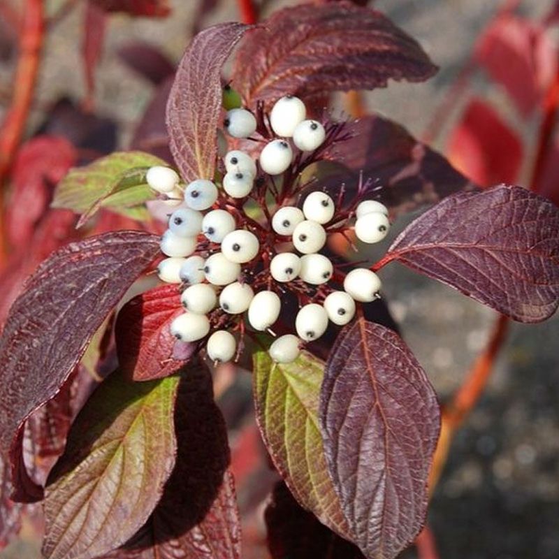 Fehér som (Cornus alba 'Siberian Pearls')