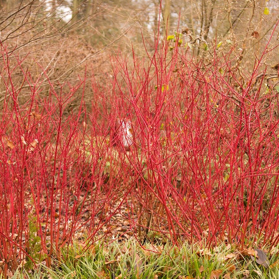 Fehér som (Cornus alba 'Siberian Pearls')