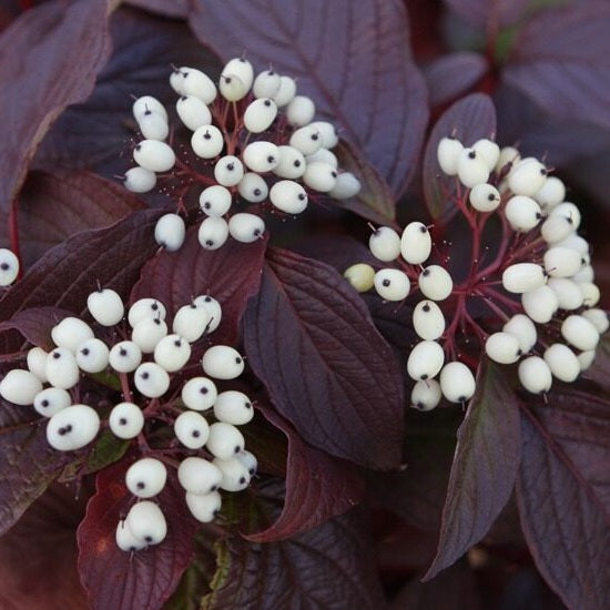 Fehér som (Cornus alba 'Siberian Pearls')