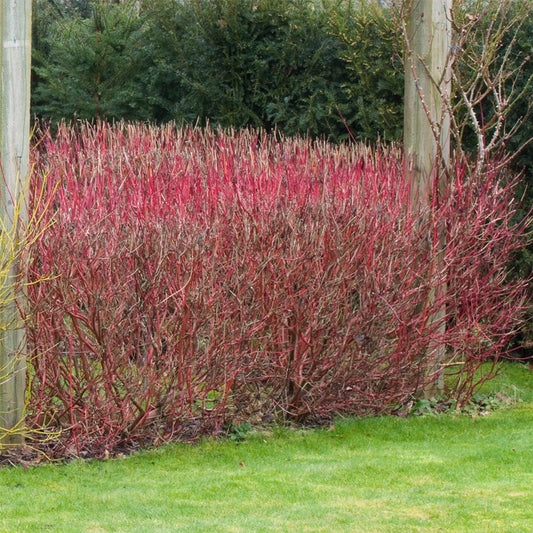 Fehér som (Cornus alba 'Sibirica')