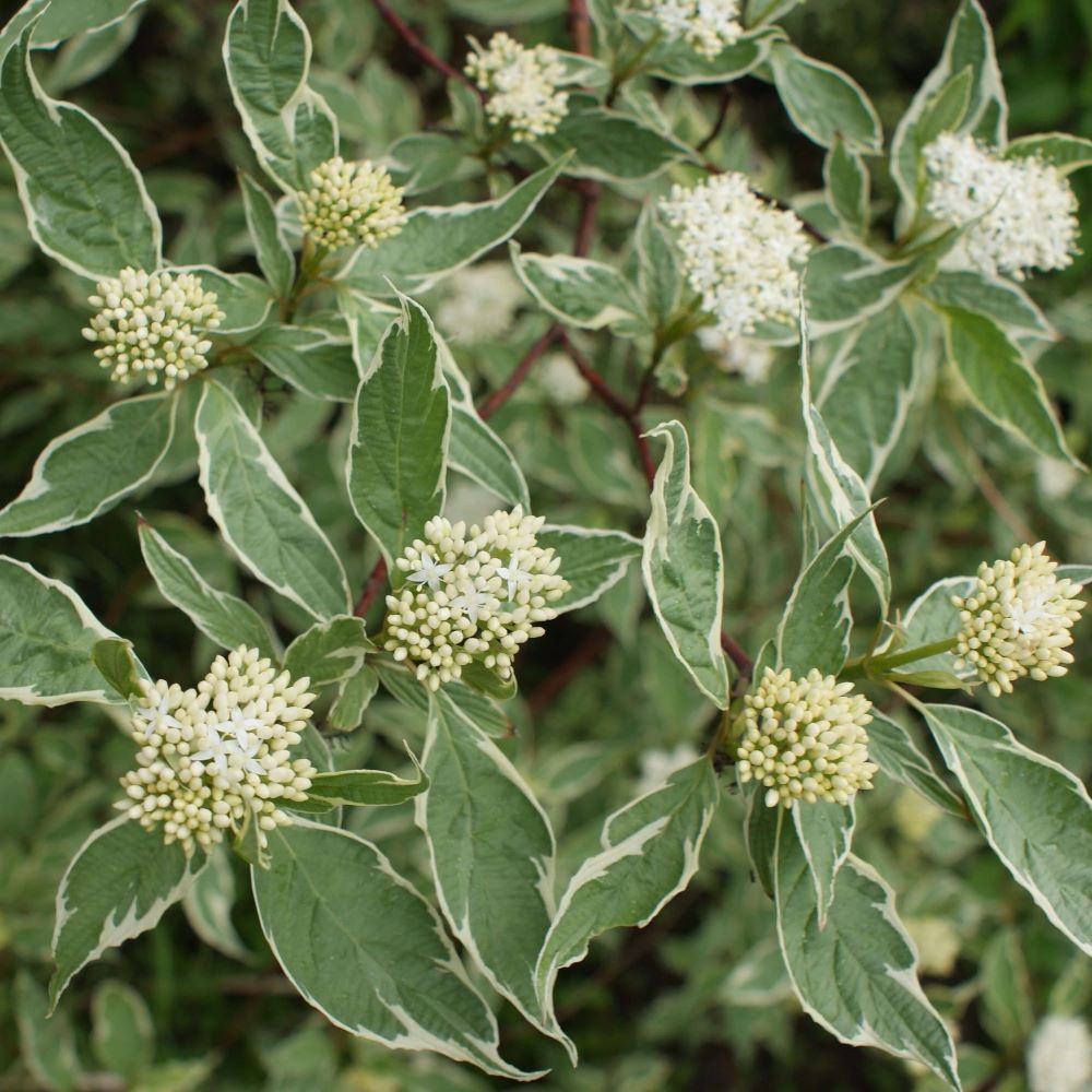 Fehér som (Cornus alba 'Sibirica Variegata')