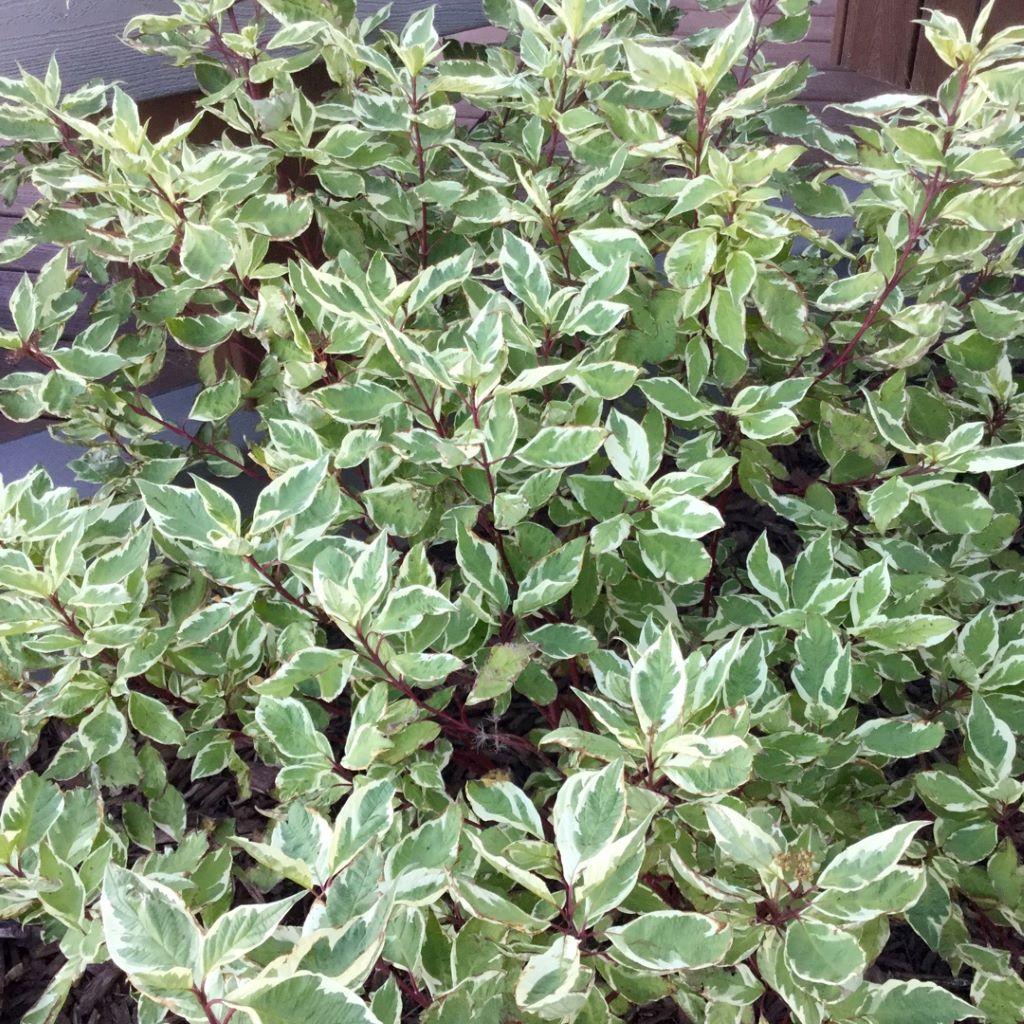 Fehér som (Cornus alba 'Sibirica Variegata')