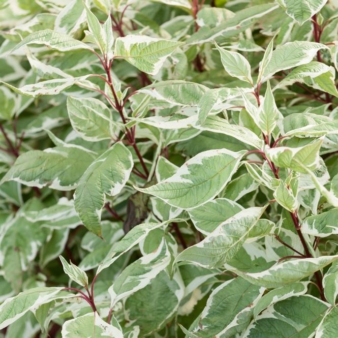 Fehér som (Cornus alba 'Sibirica Variegata')