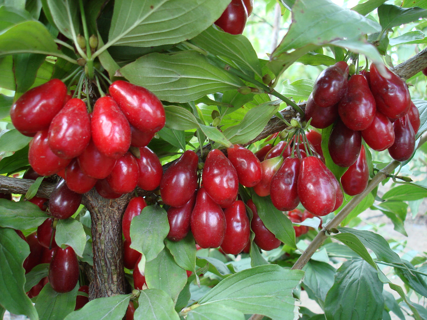 Húsos som (Cornus mas)