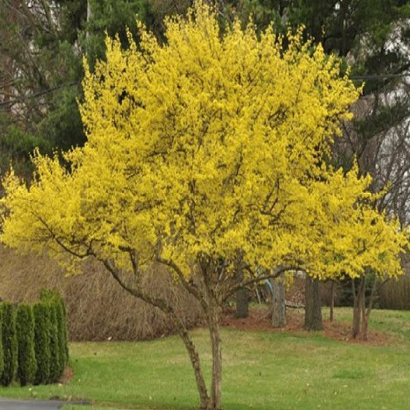 Húsos som (Cornus mas)