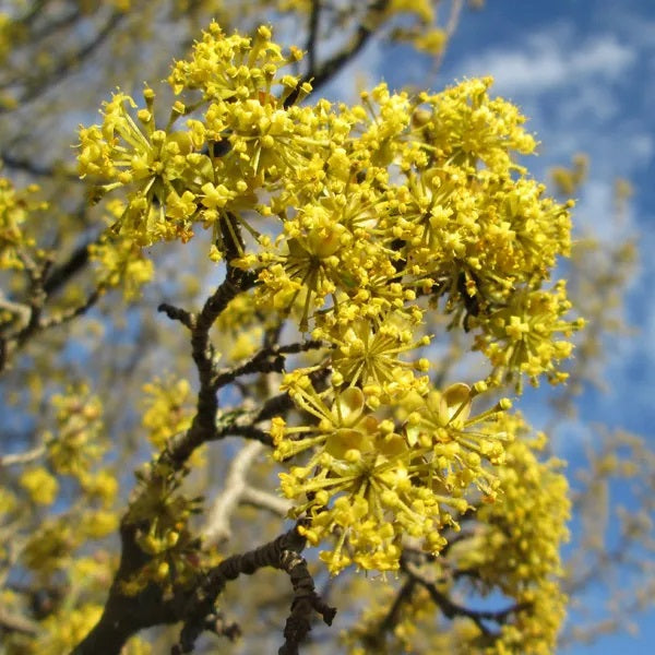 Húsos som (Cornus mas)