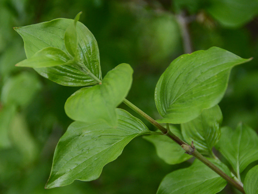 Húsos som (Cornus mas)