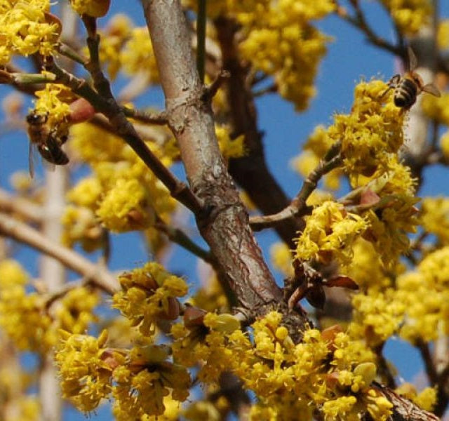 Húsos som (Cornus mas 'Kazanlak')